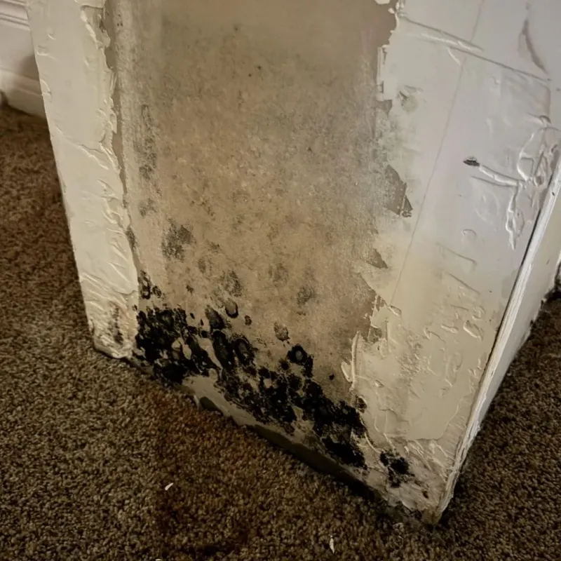 Professional Mold Removal in Tremont, IL
